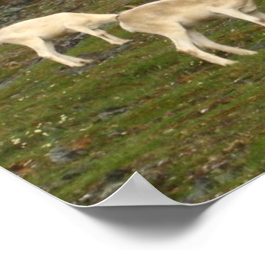 Poster Dall Sheep (Coin)