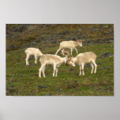 Poster Dall Sheep (Devant)