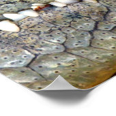 Poster d'alligator crocodile (Coin)