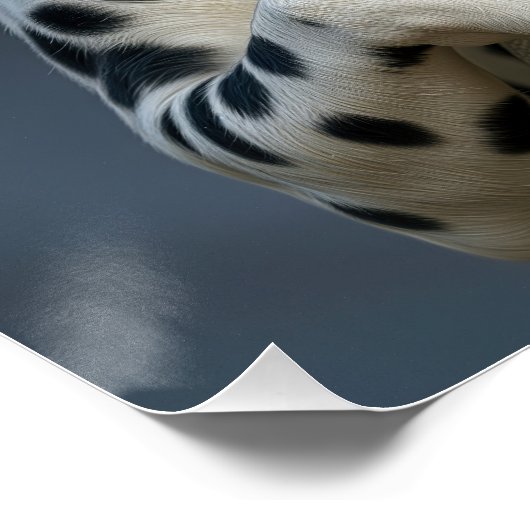 Poster Dalmatian Dog With a Fire Hose (Coin)