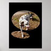 Poster Dalmatie Popout Art, (Devant)