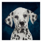 Poster Dalmatien (Devant)