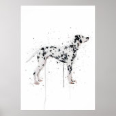 Poster  Dalmation Dog (Devant)