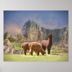 Poster d'Alpaca