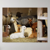Poster d'Alpaca Barn (Devant)