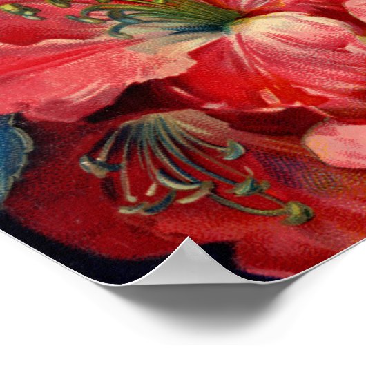 Poster d'Amaryllis (Coin)