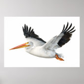Poster d'American White Pelican en vol (Devant)