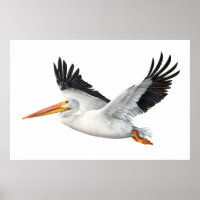 Poster d'American White Pelican en vol