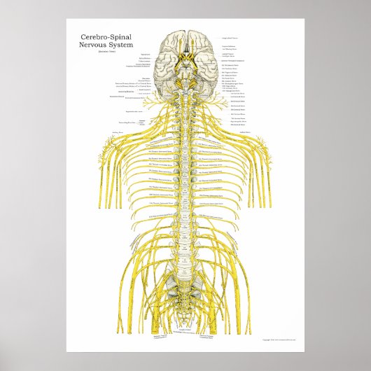 Poster d'anatomie chiropratique de la colonne vert (Devant)