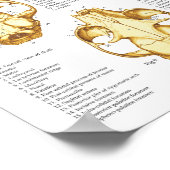 Poster d'anatomie crânienne de chat 18 X 24 (Coin)