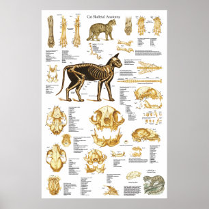 Poster d'anatomie crânienne de chat 24 X 36