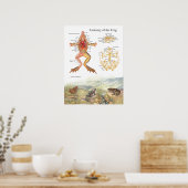 Poster d'anatomie de la grenouille vintage (Cuisine)