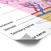 Poster d'anatomie de la peau humaine (Coin)