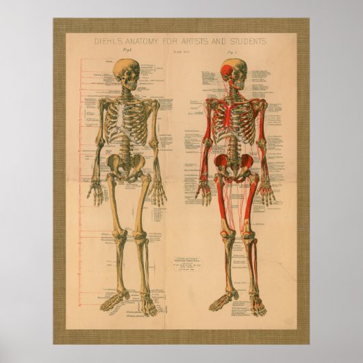 Poster d'anatomie de l'attachement du squelette 18 (Devant)