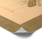 Poster d'anatomie de l'attachement du squelette 18 (Coin)