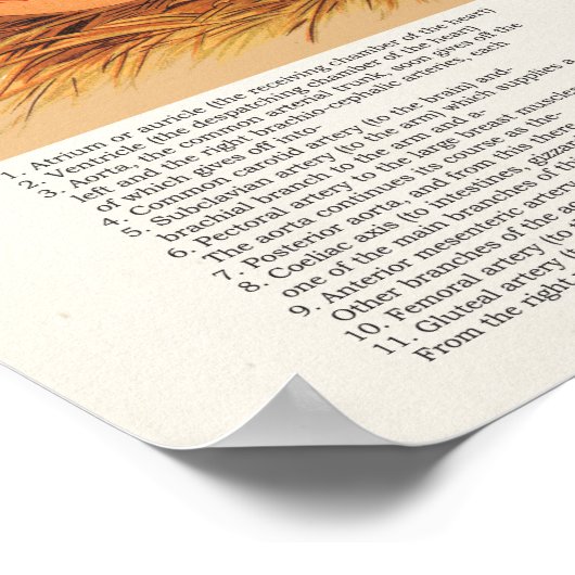 Poster d'anatomie de poule mouchetée (Coin)