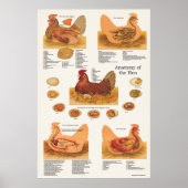 Poster d'anatomie de poule mouchetée (Devant)