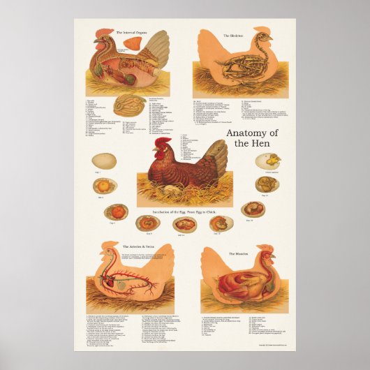 Poster d'anatomie de poule mouchetée (Devant)