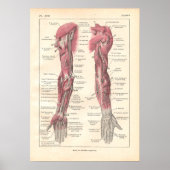 Poster d'anatomie des armoiries en français (Devant)