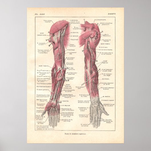 Poster d'anatomie des armoiries en français (Devant)