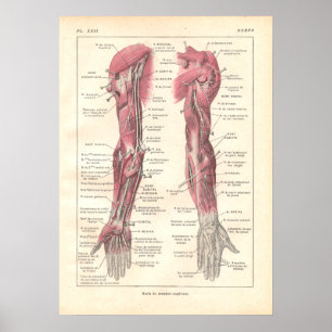 Poster d'anatomie des armoiries en français
