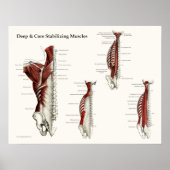 Poster d'anatomie des muscles de stabilisation pro (Devant)