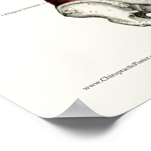 Poster d'anatomie des muscles de stabilisation pro (Coin)