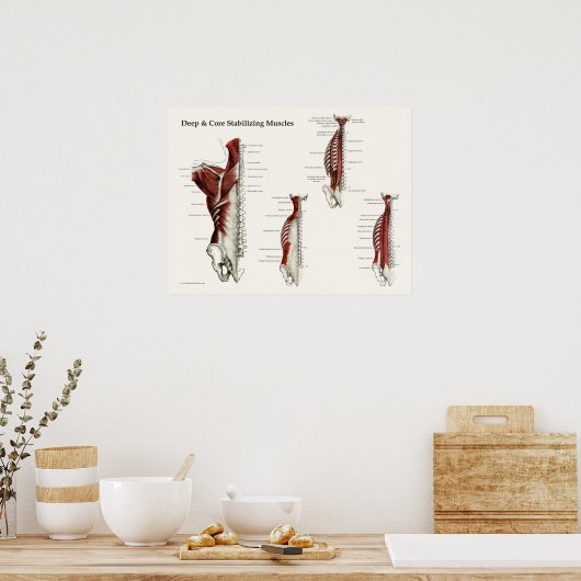 Poster d'anatomie des muscles de stabilisation pro (Cuisine)