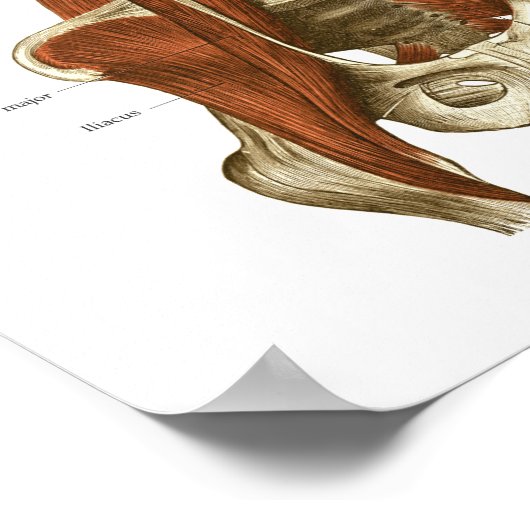 Poster d'anatomie des muscles stabilisateurs profo (Coin)