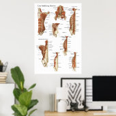 Poster d'anatomie des muscles stabilisateurs profo (Bureau à domicile)