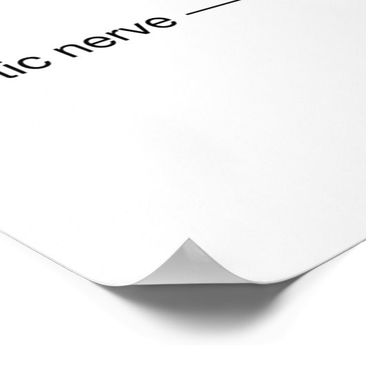 Poster d'anatomie des yeux (Coin)