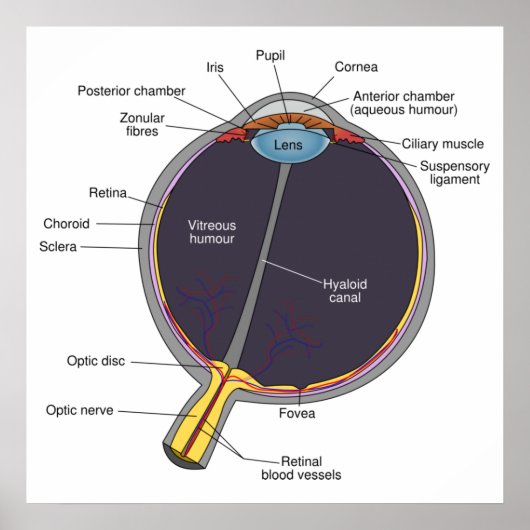 Poster d'anatomie des yeux (Devant)