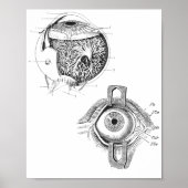 Poster d'anatomie des yeux (Devant)