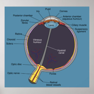 Poster d'anatomie des yeux