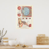 Poster d'anatomie des yeux et des oreilles en fran (Cuisine)