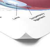 Poster d'anatomie des yeux humains (Coin)