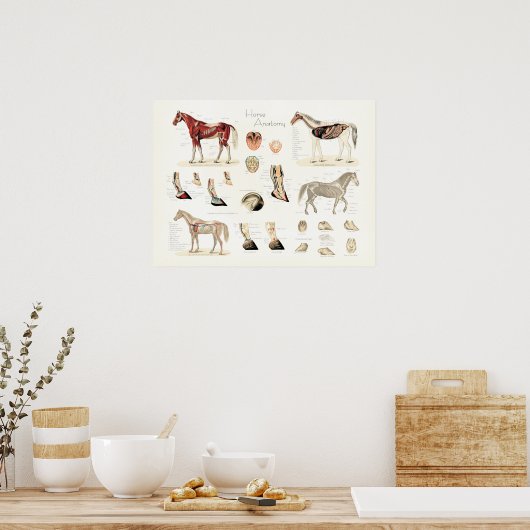 Poster d'anatomie du cheval (Cuisine)