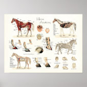 Poster d'anatomie du cheval (Devant)