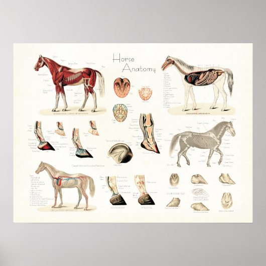 Poster d'anatomie du cheval (Devant)