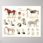 Poster d'anatomie du cheval