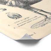 Poster d'anatomie du cheval (Coin)