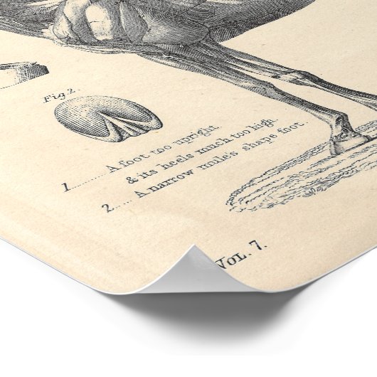 Poster d'anatomie du cheval (Coin)