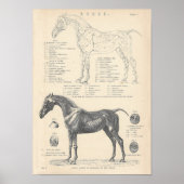 Poster d'anatomie du cheval (Devant)