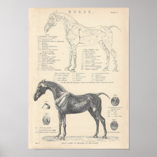 Poster d'anatomie du cheval