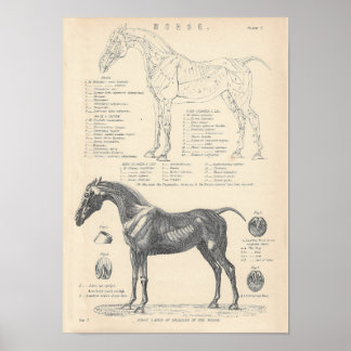 Poster d'anatomie du cheval