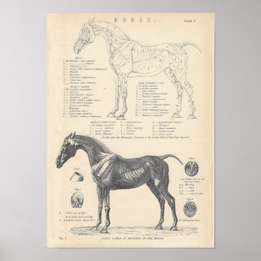 Poster d'anatomie du cheval (Devant)