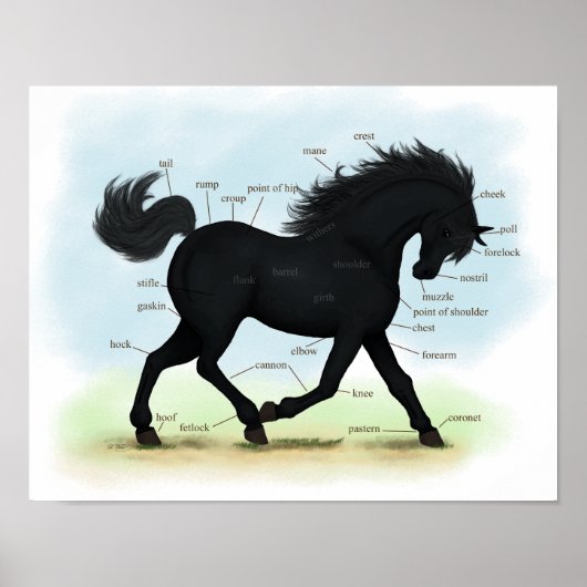 Poster d'anatomie du cheval noir ou de l'équine po (Devant)