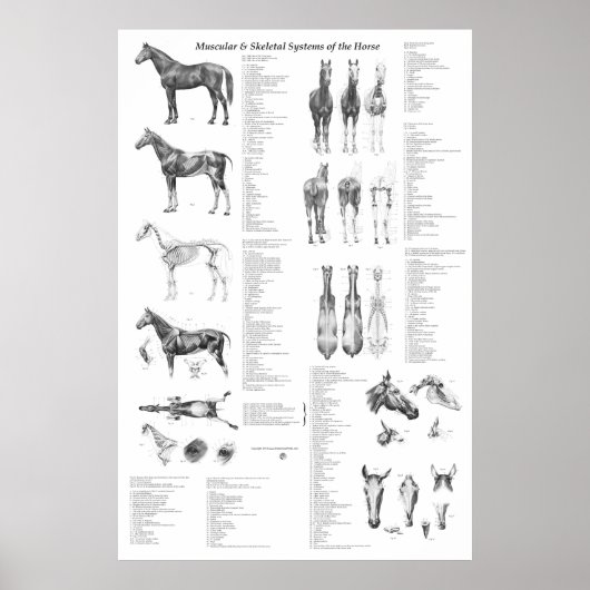 Poster d'anatomie du cheval Squelette et musculair (Devant)