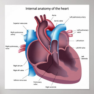 Poster d'anatomie du coeur humain