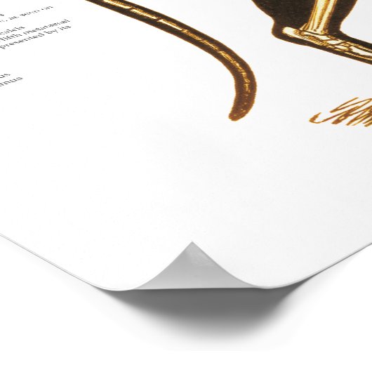 Poster d'anatomie du foetus de chat (Coin)